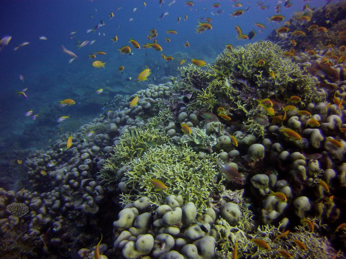 Отель Butiama Marine Camp Utende Экстерьер фото